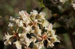 Dogtongue buckwheat